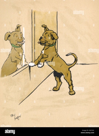 Dog in a mirror hi-res stock photography and images - Alamy